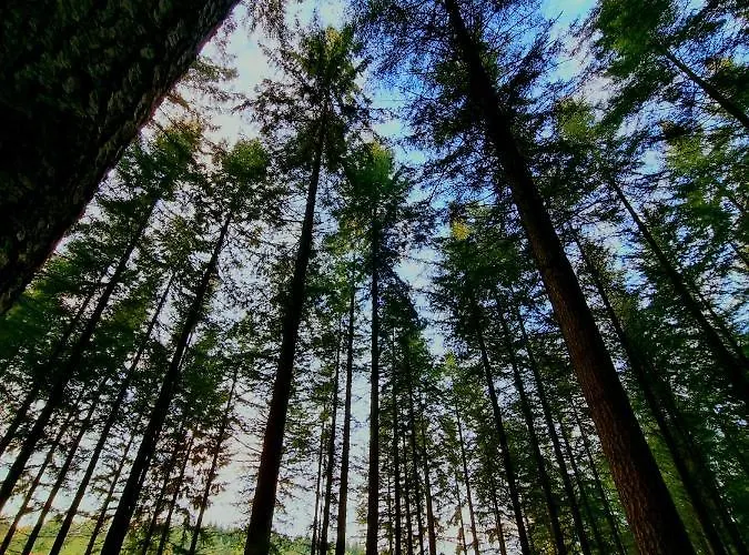 בית הארחה La Tiny Proche Et Foret Sillé-le-Guillaume